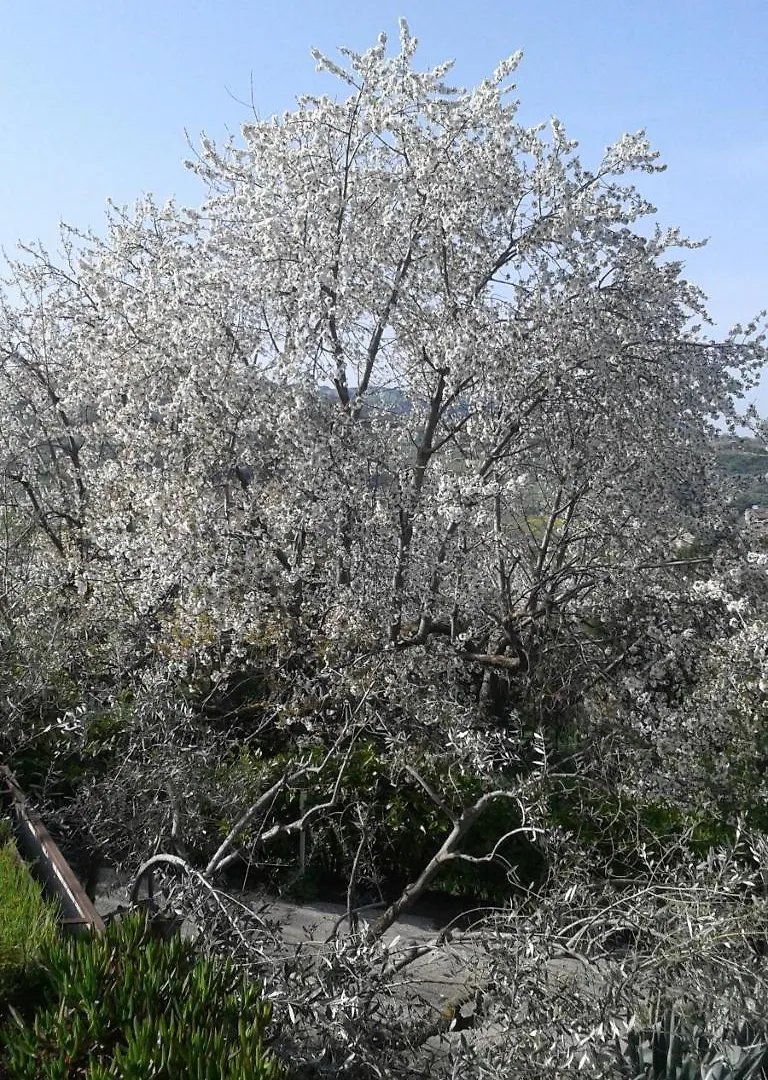Holiday home Atelier Dei Ciliegi Villa Cammarata